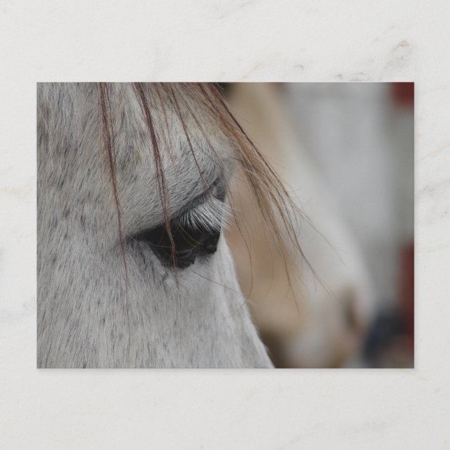 Graues Horse Eye Postkarte (Vorderseite)