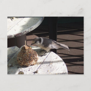 Graues Jay und Bell Postkarte