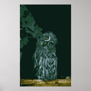 Graues Owl Poster