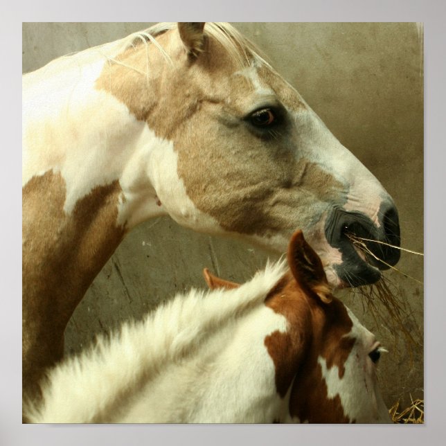 Graues Pferdeposter Poster (Vorne)