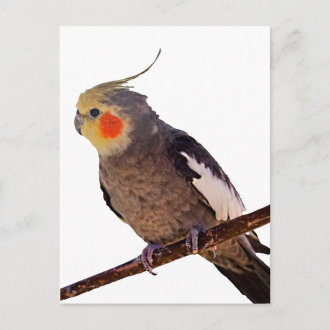 Graues und gelbes Cockatiel Pet Bird Color Foto Postkarte (Vorderseite)