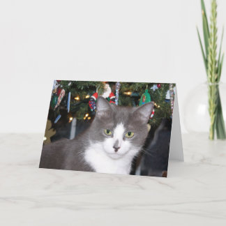 Graues und weißes Miezekatze Weihnachten