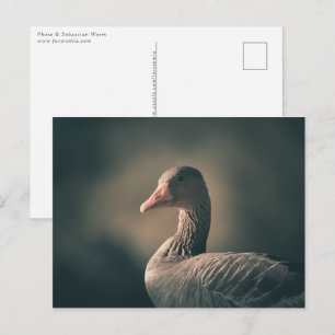 Graugans-Natur-Foto Postkarte