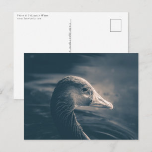 Graugans-Natur-Foto Postkarte