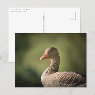 Graugans-Natur-Foto Postkarte