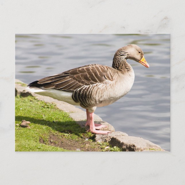 Graugans Postkarte (Vorderseite)