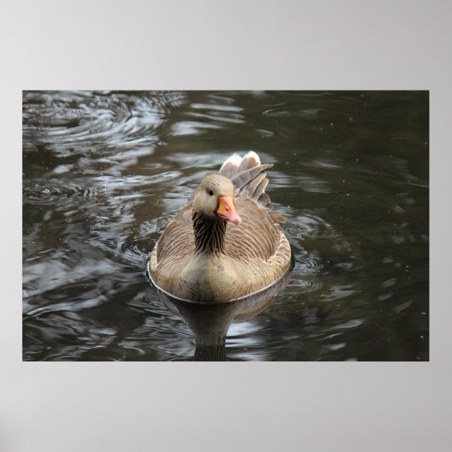 Graugans. Roath Park Lake, Cardiff, Wales Pos Poster (Vorne)