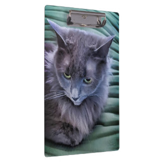 Graugrüne Mit Augen Katze Zwischenablage Klemmbrett