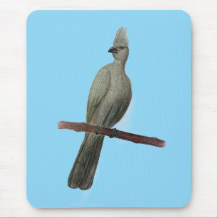 Graugürtelstift zeichnend mousepad