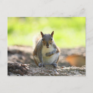 Grauhörnchen - Bute Park, Cardiff, Wales, UK Postkarte