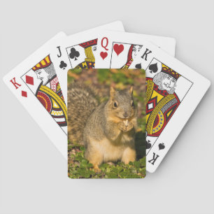 Grauhörnchen, Essen, Erdnuss, Crystal Springs Spielkarten