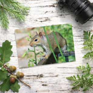 Grauhörnchen-Fotografie-Postkarte Postkarte