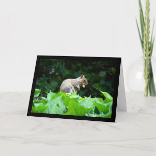 Grauhörnchen mit Nuss Karte