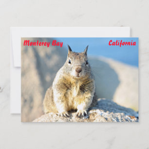 Grauhörnchen, Monterey Bay, California Card Karte