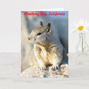 Grauhörnchen, Monterey Bay California Karte