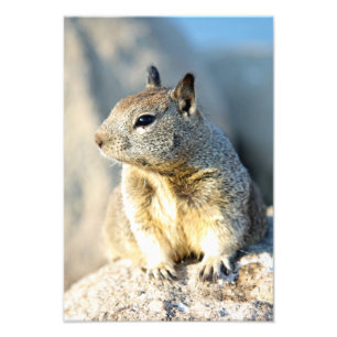 Grauhörnchen, Monterey Bay, Kalifornien Fotodruck