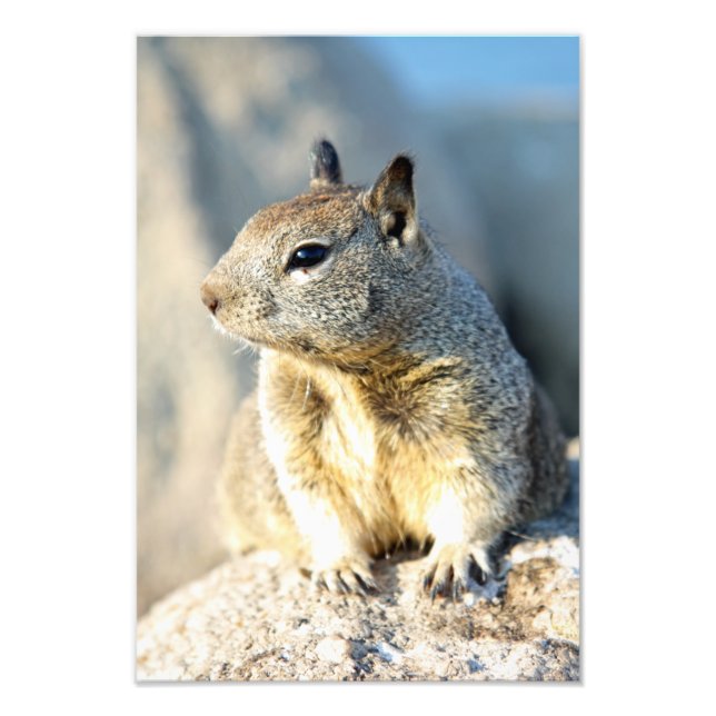 Grauhörnchen, Monterey Bay, Kalifornien Fotodruck (Vorne)