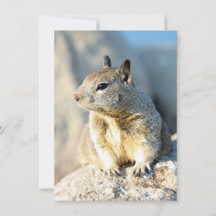 Grauhörnchen, Monterey Bay, Kalifornien Karte