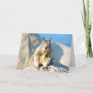 Grauhörnchen, Monterey Bay, Kalifornien Karte