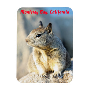Grauhörnchen, Monterey Bay, Kalifornien Magnet