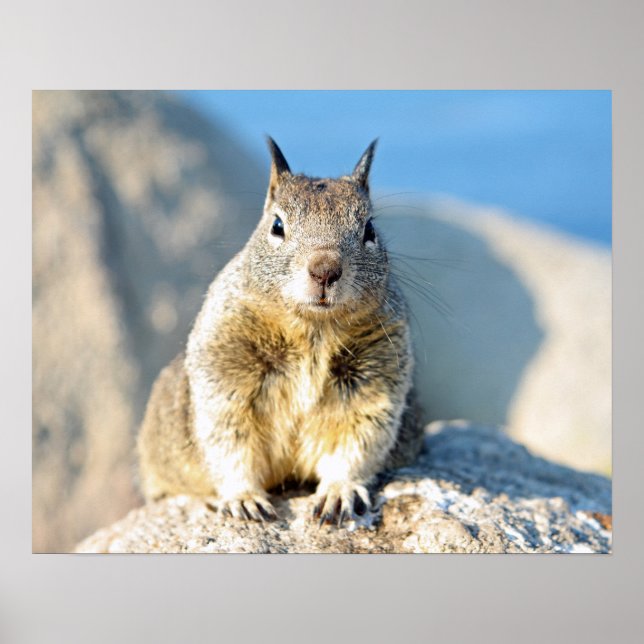Grauhörnchen, Monterey Bay, Kalifornien Poster (Vorne)