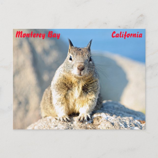 Grauhörnchen, Monterey Bay, Kalifornien Postkarte (Vorderseite)