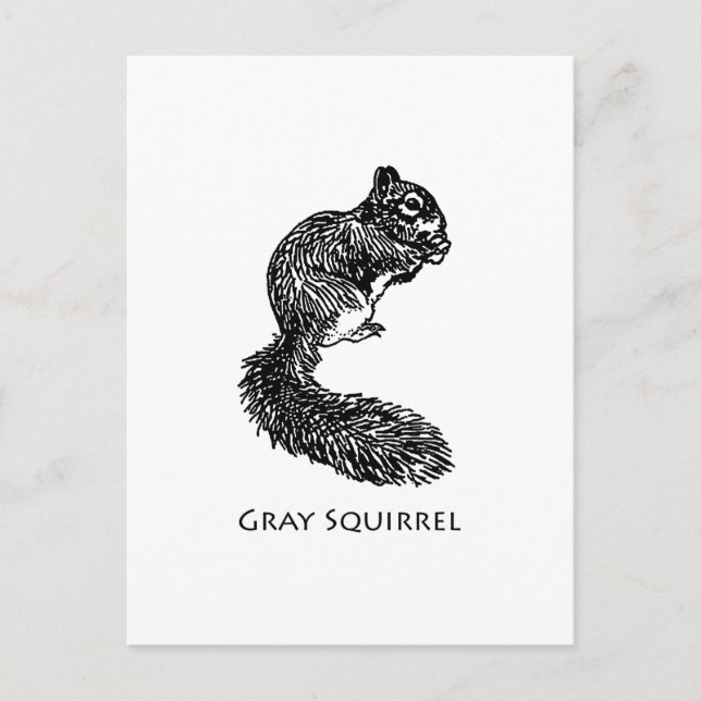 Grauhörnchen Postkarte (Vorderseite)