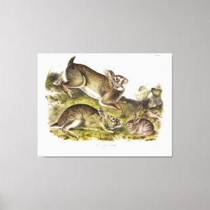 Graukaninchen / Ostküstenschwanz von Audubon Leinwanddruck
