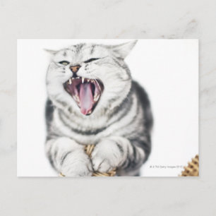 Graukatze auf weißem Hintergrund Postkarte