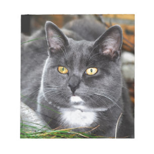 Graukatze Notizblock