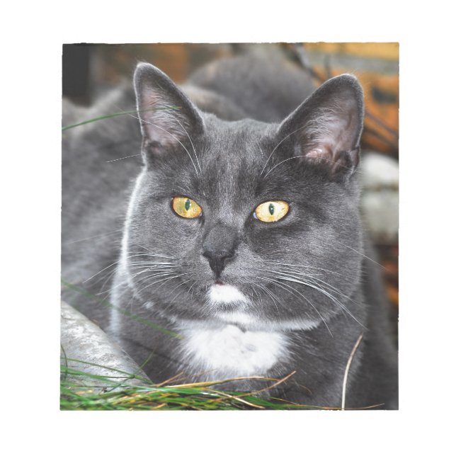 Graukatze Notizblock (Vorderseite)