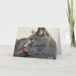 Graukatzenkatze Karte