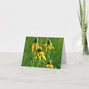 Graukopfblume