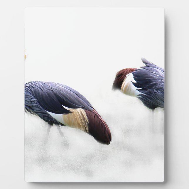 Graukrone Kran-Vogelfedern Fotoplatte (Vorderseite)