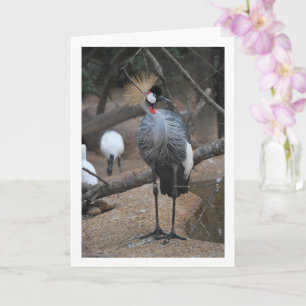 Graukronenkranich Afrikanischer Vogel Karte