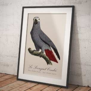 Graupapagei, Psittacus erithacus, Vintage Fotodruck