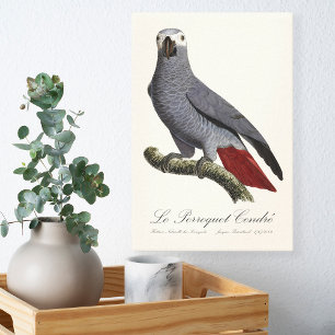 Graupapagei, Psittacus erithacus, vintage Leinwanddruck