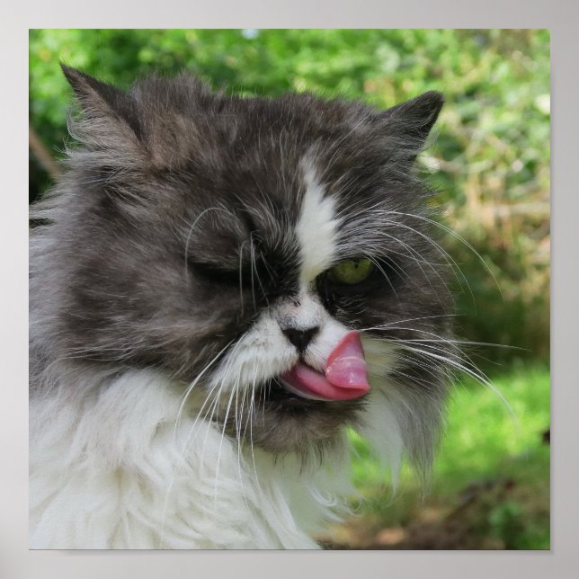 Graupersische Katze sieht lustig, düster aus Poster (Vorne)
