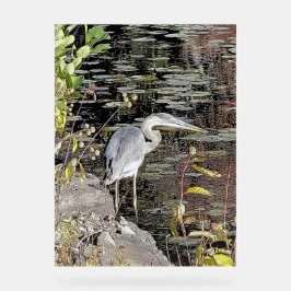 Graureiher am Teich Acrylschild