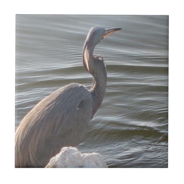 Graureiher am Wasser Fliese (Vorderseite)