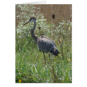 Graureiher - Ardea herodias