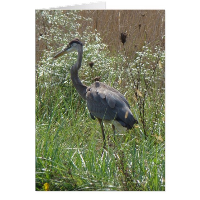 Graureiher - Ardea herodias (Vorne)