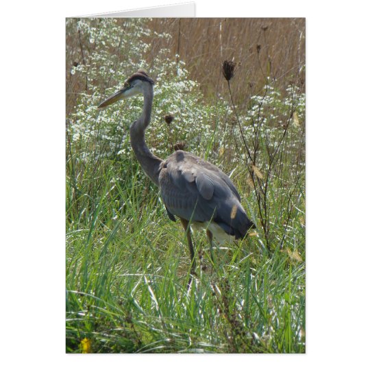 Graureiher - Ardea herodias Karte