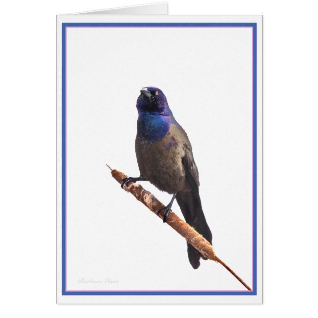 Grauschnabel (Vorne)