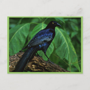 Grauschnabel Postkarte