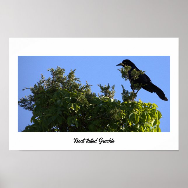 Grauschnabelposter Poster (Vorne)
