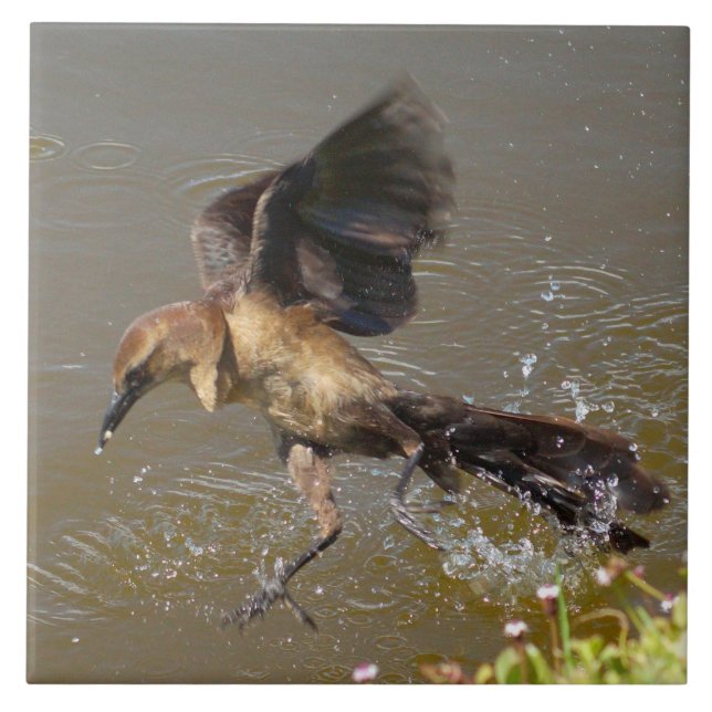 Grausevogel auf dem Wasser Klettersteig Fliese (Vorderseite)