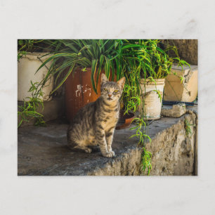 Grautabby niedliche streunende Katze Postkarte