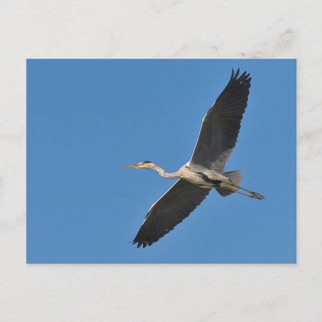 Grauvogelherde Postkarte (Vorderseite)