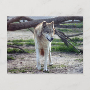 Grauwolf-13 Postkarte